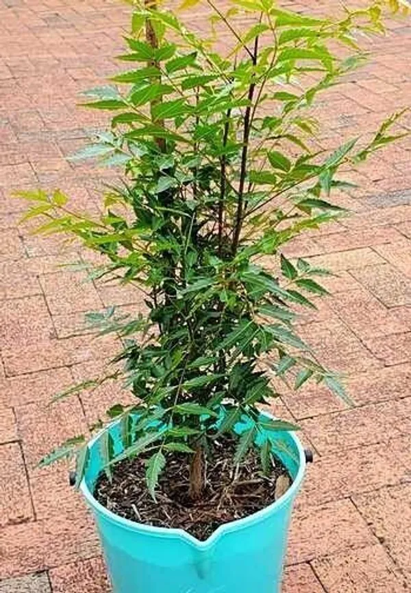 Neem_Plant_(Hybrid,_Pack_of_1)