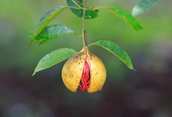 Nutmeg_Plant_(Hybrid,_Pack_of_1)
