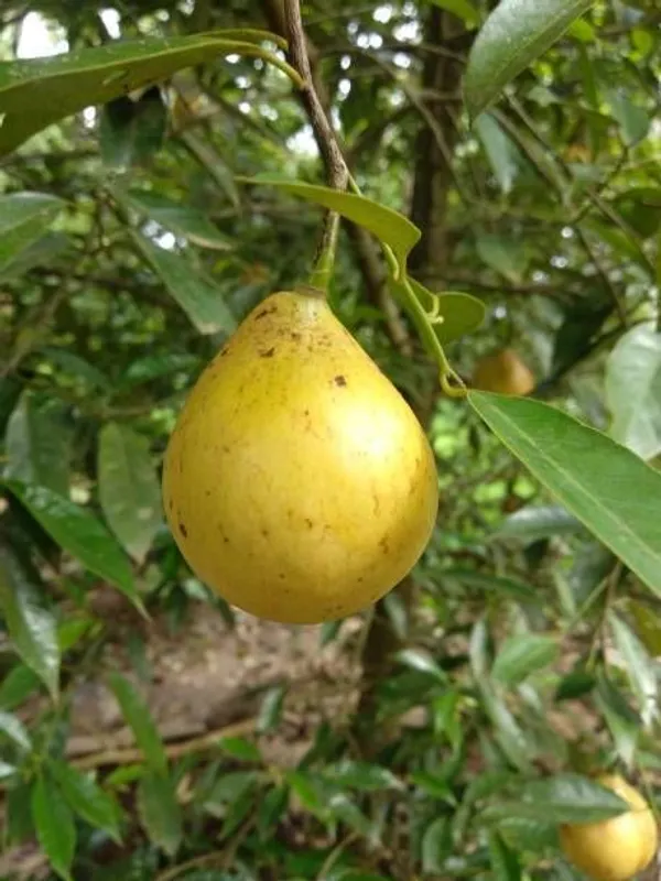 Nutmeg_Plant_(Hybrid,_Pack_of_1)