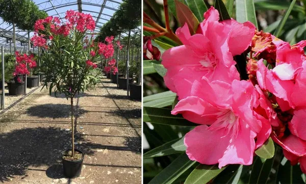 Oleander_Plant_(Hybrid,_Pack_of_1)