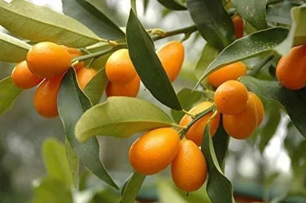 Orange_Plant_(Hybrid,_Pack_of_1)