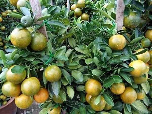 Orange_Plant_(Hybrid,_Pack_of_1)