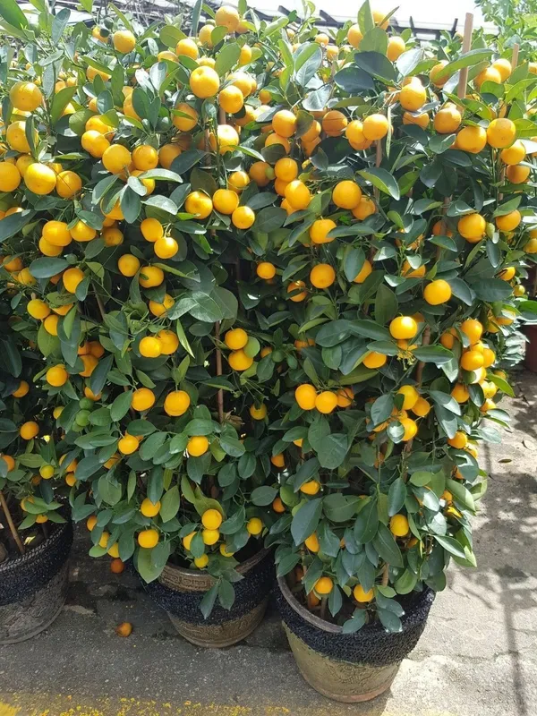 Orange_Plant_(Hybrid,_Pack_of_1)