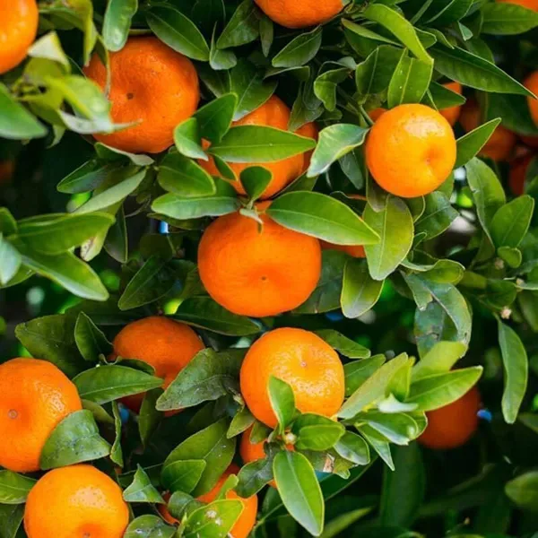 Orange_Plant_(Hybrid,_Pack_of_1)