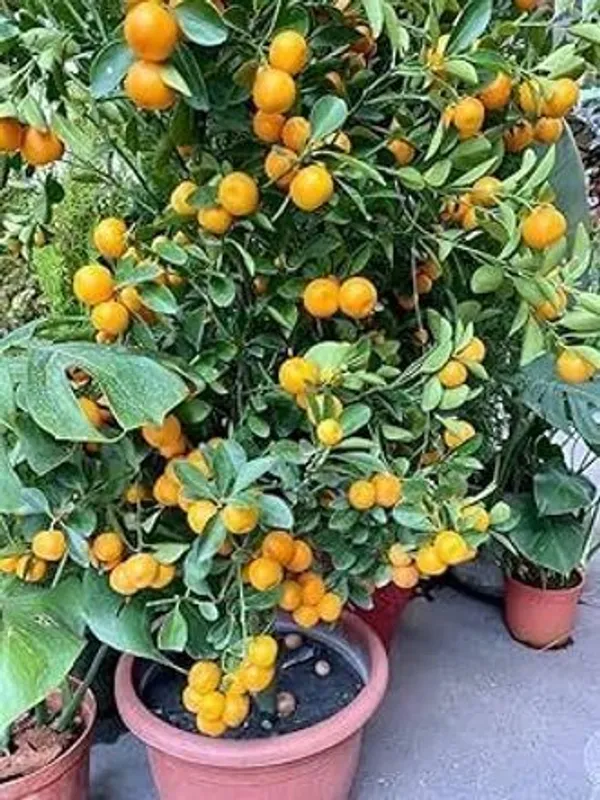 Orange_Plant_(Hybrid,_Pack_of_1)