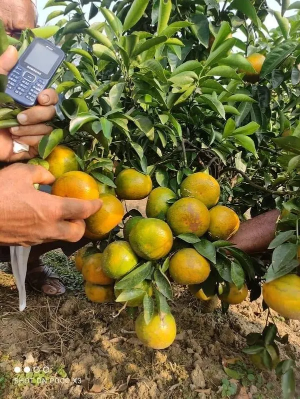 Orange_Plant_(Hybrid,_Pack_of_1)