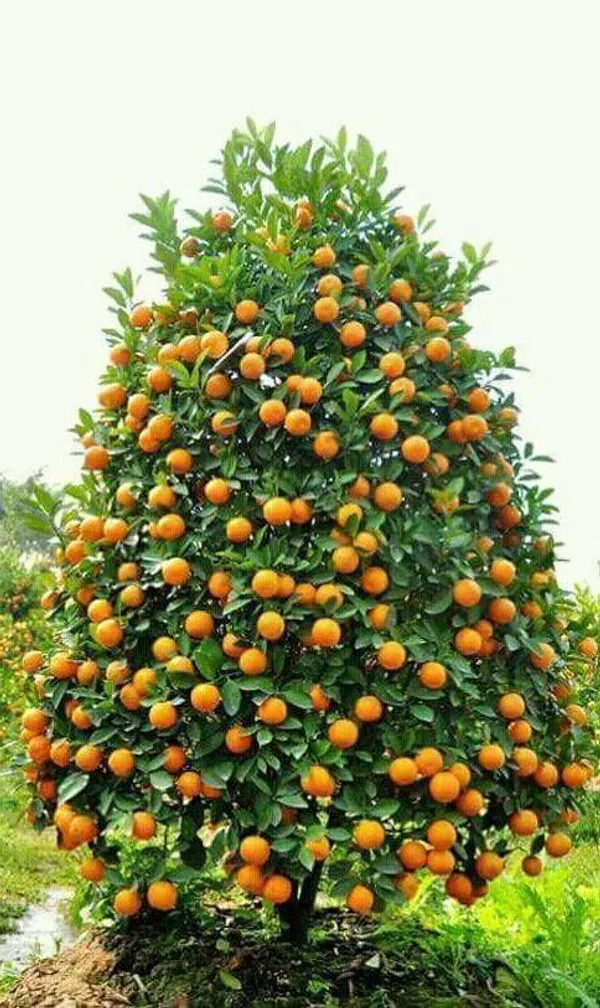 Orange_Plant_(Hybrid,_Pack_of_1)
