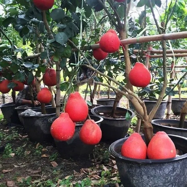 Lemon_Plant_(Hybrid,_Pack_of_1)