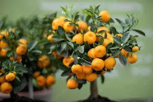 Orange_Plant_(Hybrid,_Pack_of_1)