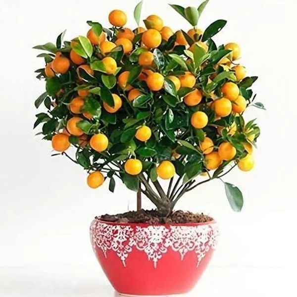 Orange_Plant_(Hybrid,_Pack_of_1)
