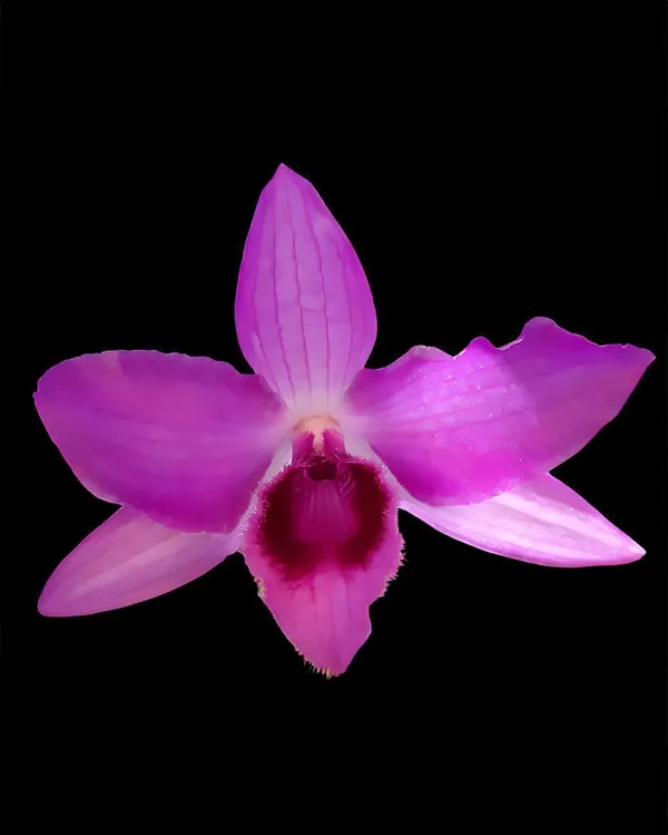Orchid_Plant_(Hybrid,_Pack_of_1)