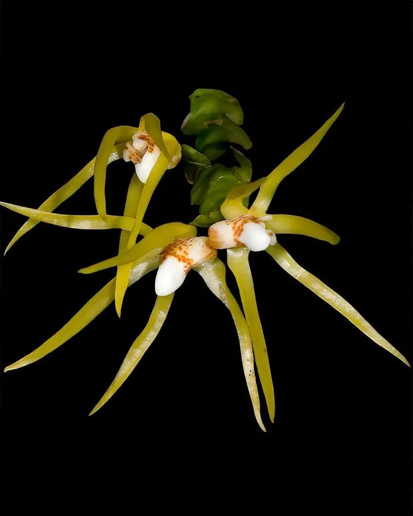 Orchid_Plant_(Hybrid,_Pack_of_1)