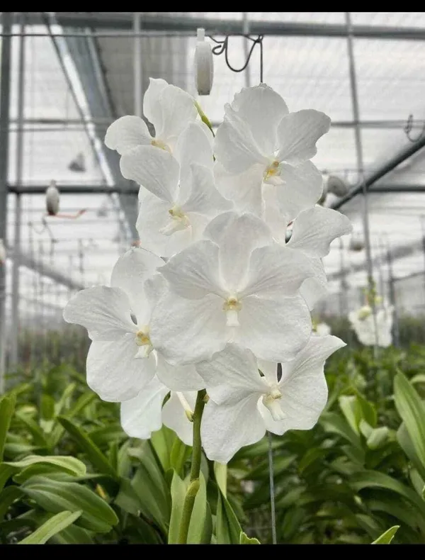 Orchid_Plant_(Hybrid,_Pack_of_1)