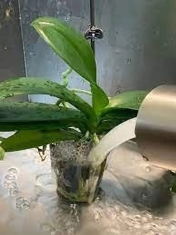 Lily_Plant_(Hybrid,_Pack_of_1)
