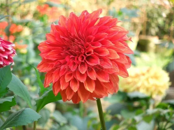 Dahlia_Plant_(Hybrid,_Pack_of_1)