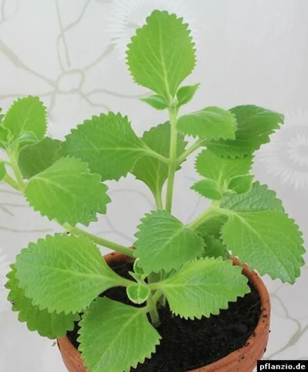 Ajwain_Plant_(Hybrid,_Pack_of_1)