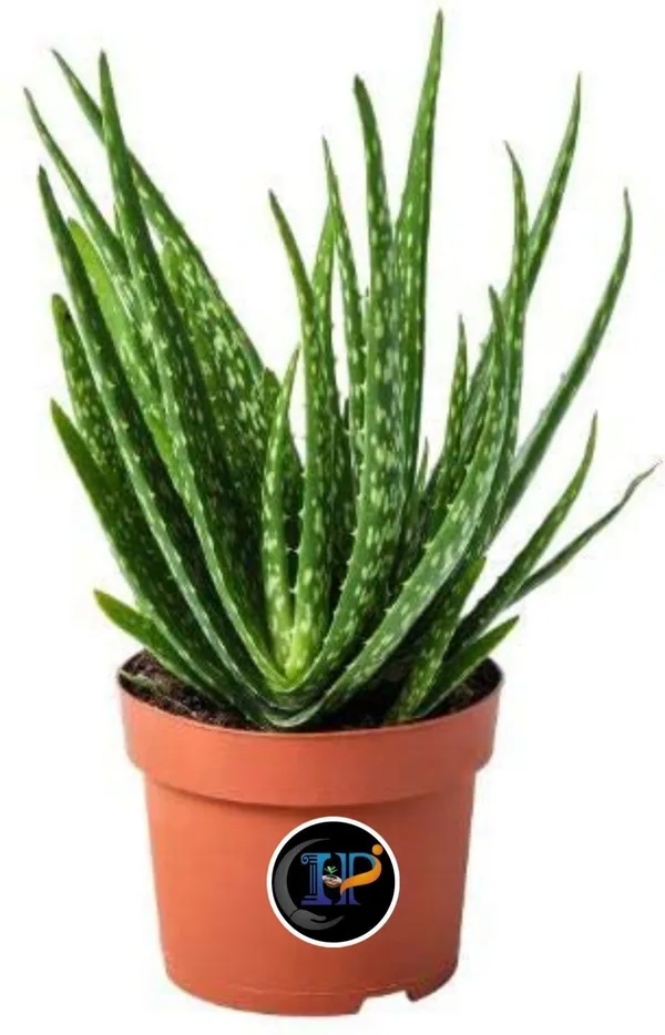 Aloe_Vera_Plant_(Hybrid,_Pack_of_1)