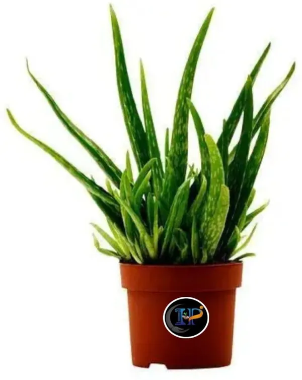 Aloe_Vera_Plant_(Hybrid,_Pack_of_1)