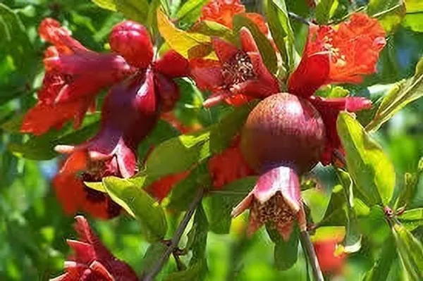 Pomegranate_Plant_(Hybrid,_Pack_of_1)