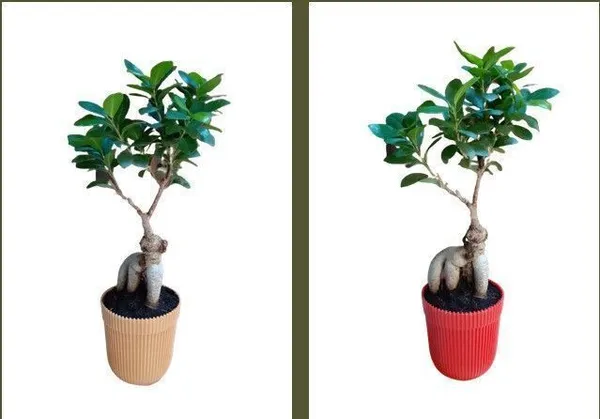Ficus_Bonsai_(Hybrid,_Pack_of_1)