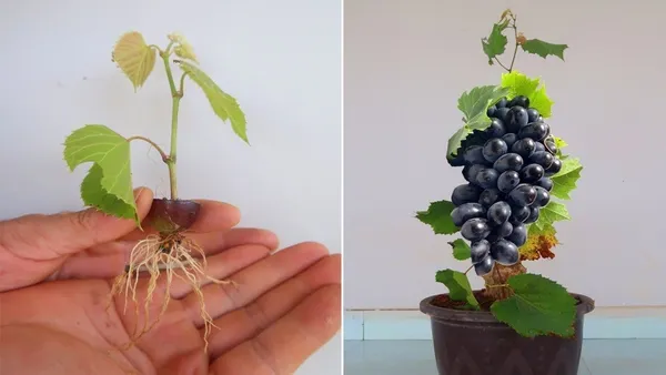 Grape_Plant_(Hybrid,_Pack_of_1)