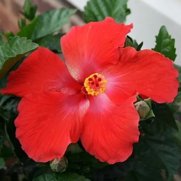 Hibiscus_Plant_(Hybrid,_Pack_of_1)