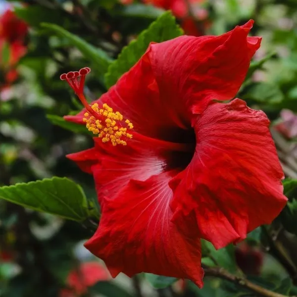 Hibiscus_Plant_(Hybrid,_Pack_of_1)
