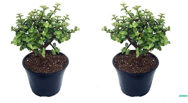 Jade_Plant_(Hybrid,_Pack_of_1)