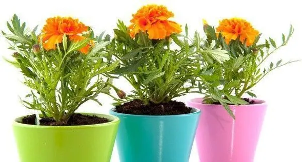 Marigold_Plant_(Hybrid,_Pack_of_1)