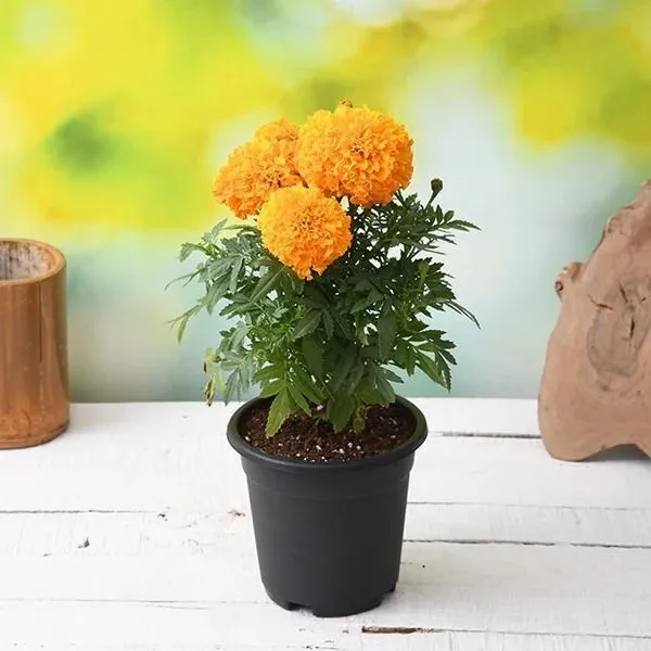 Marigold_Plant_(Hybrid,_Pack_of_1)