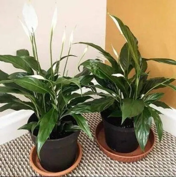 Lily_Plant_(Hybrid,_Pack_of_1)