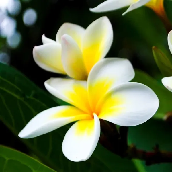 Plumeria_Plant_(Hybrid,_Pack_of_1)