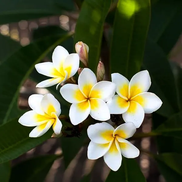 Plumeria_Plant_(Hybrid,_Pack_of_1)