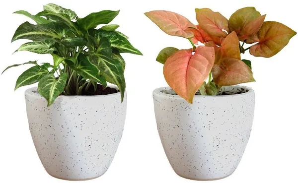 Syngonium_Plant_(Hybrid,_Pack_of_1)