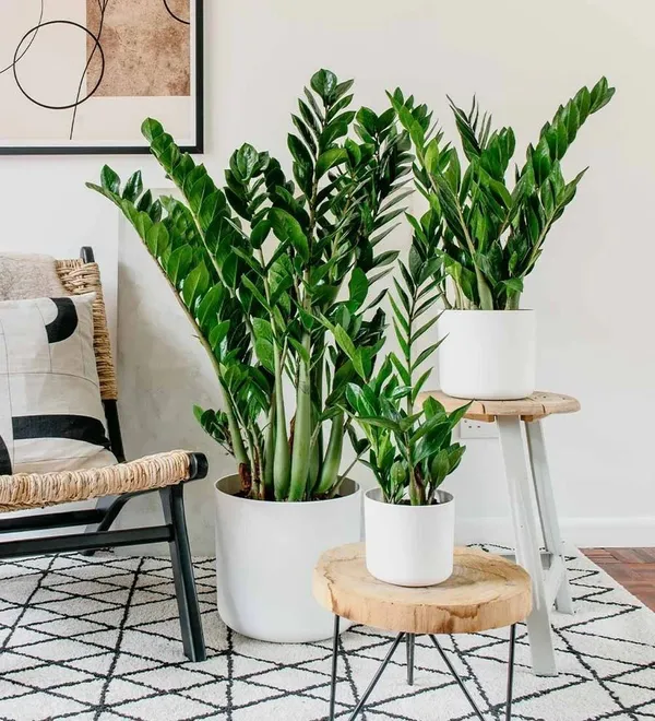 ZZ_Plant_(Hybrid,_Pack_of_1)
