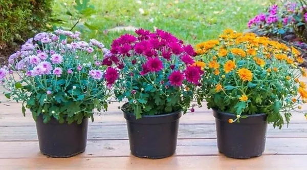 Chrysanthemums/_Guldavari_Plant_(Hybrid,_Pack_of_1)
