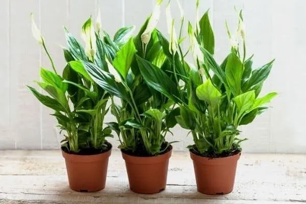 Lily_Plant_(Hybrid,_Pack_of_1)