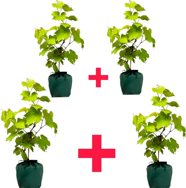 Grapes_Plant_(Hybrid,_Pack_of_1)