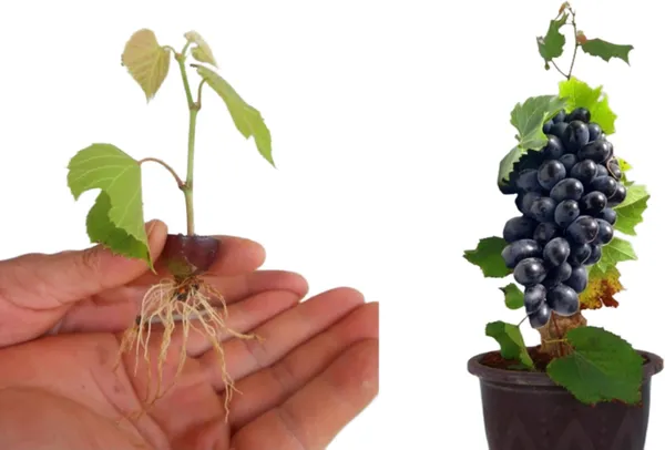 Grapes_Plant_(Hybrid,_Pack_of_1)