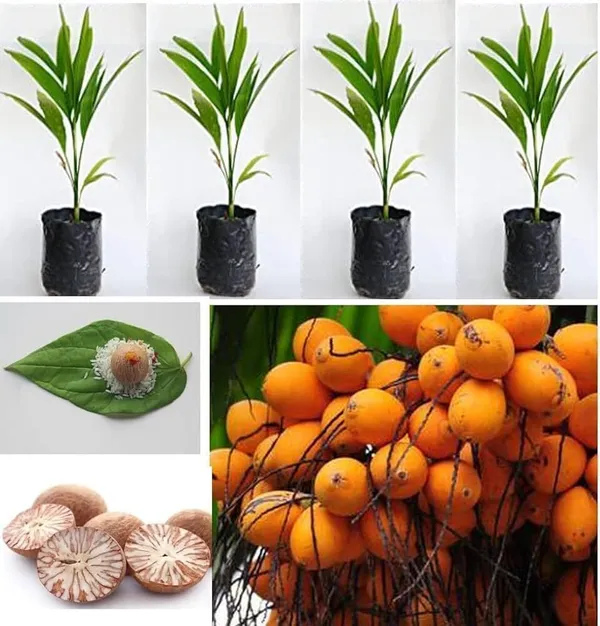 Betel_Nut/Supari_Plant_(Hybrid,_Pack_of_1)