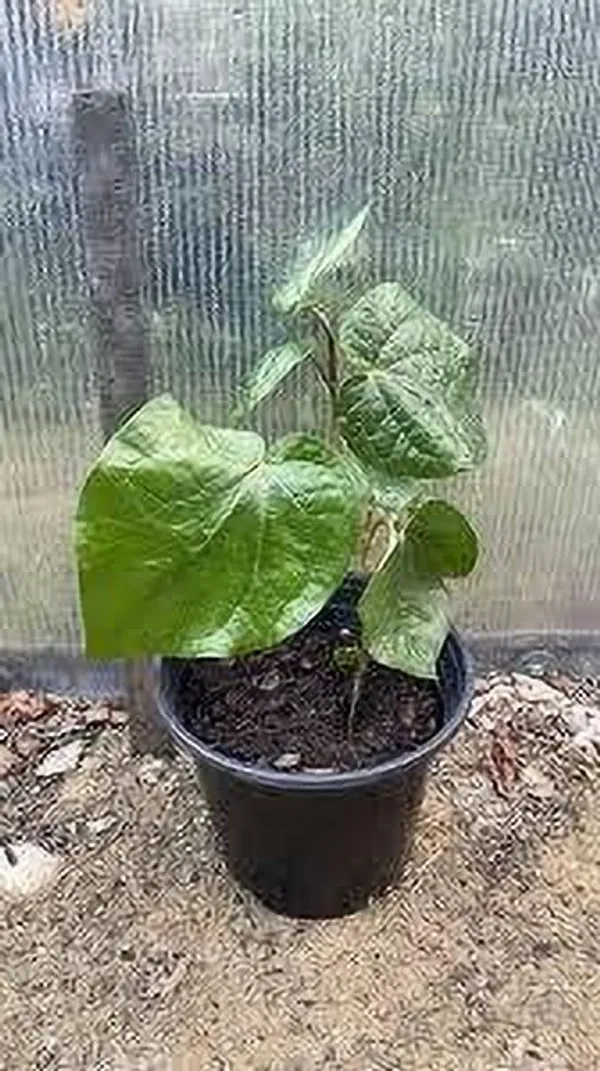 Betel_Leaf_Plant_(Hybrid,_Pack_of_1)
