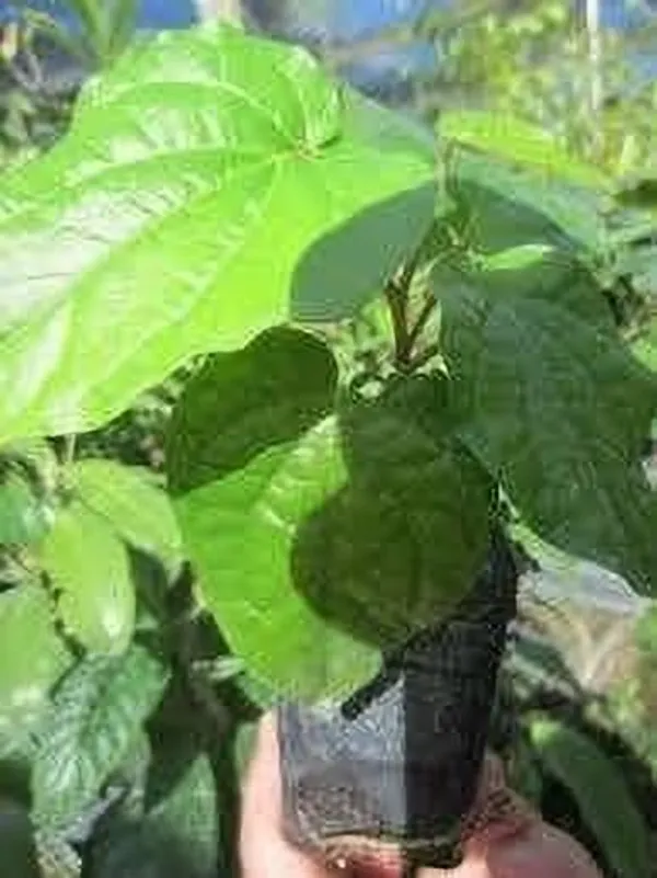 Betel_Leaf_Plant_(Hybrid,_Pack_of_1)