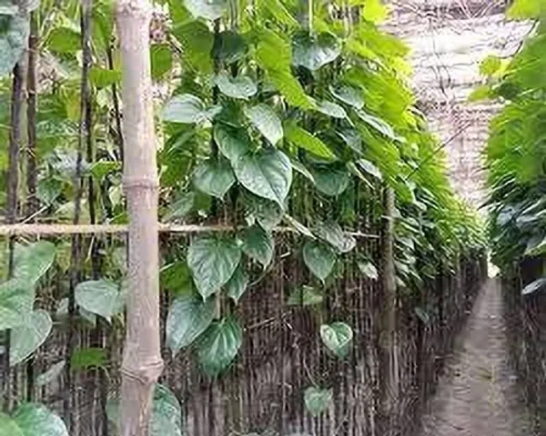 Betel_Leaf_Plant_(Hybrid,_Pack_of_1)