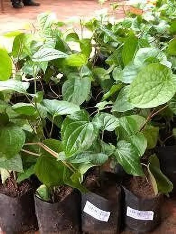 Betel_Leaf_Plant_(Hybrid,_Pack_of_1)