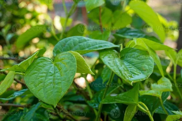 Betel_Leaf_Plant_(Hybrid,_Pack_of_1)
