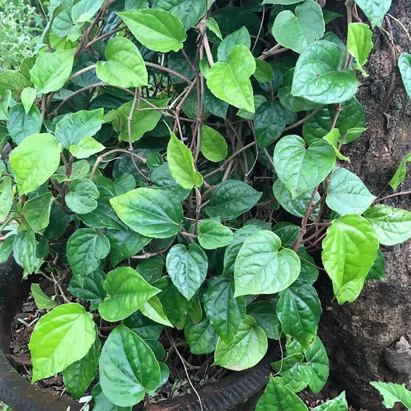 Betel_Leaf_Plant_(Hybrid,_Pack_of_1)