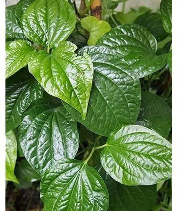 Betel_Leaf_Plant_(Hybrid,_Pack_of_1)