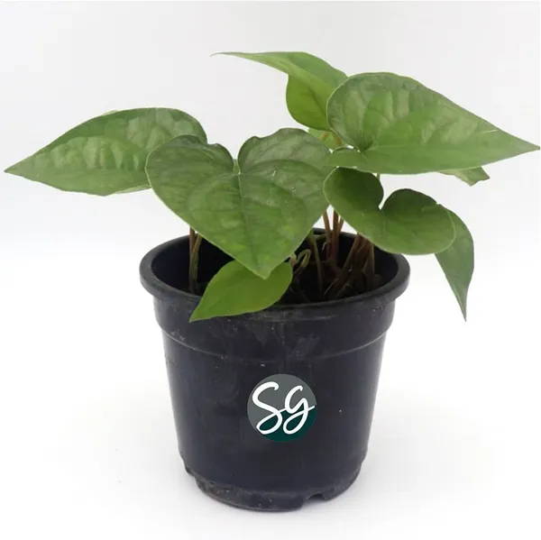 Betel_Leaf_Plant_(Hybrid,_Pack_of_1)