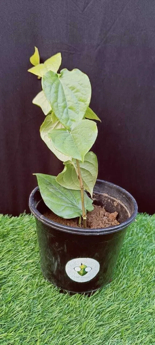 Betel_Leaf_Plant_(Hybrid,_Pack_of_1)