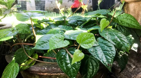 Betel_Leaf_Plant_(Hybrid,_Pack_of_1)